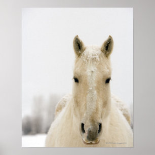 Poster Horse with snow on head