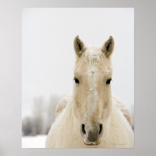 Poster Horse with snow on head (Devant)