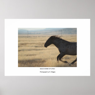 POSTER HORSE WLD DE LA PHOTOGRAPHIE UTAH