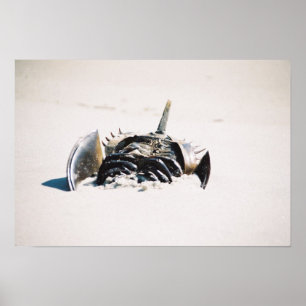 Poster Horseshoe carb