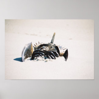 Poster Horseshoe carb