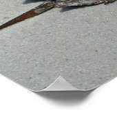 Poster Horseshoe Crab - male (Coin)