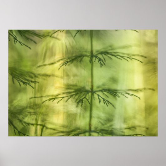 Poster Horsetail Nature Photo (Devant)