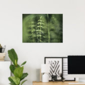 Poster Horsetail Photo design floral vert (Bureau à domicile)