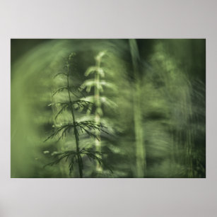 Poster Horsetail Photo design floral vert