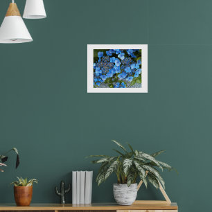 Poster Hortensia à dentelle bleue Photo florale