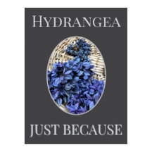 Hortensia BLEU