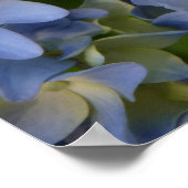 Poster hortensia en fleur (Coin)