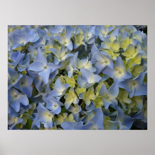Poster hortensia en fleur (Devant)