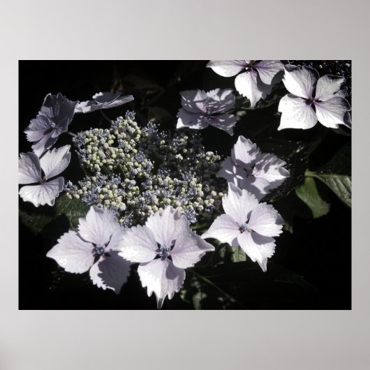 Poster Hortensias (Devant)