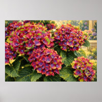 Hortensias Magenta Vivaces dans la Lumière Dorée d