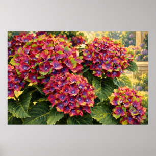 Poster Hortensias Magenta Vivaces dans la Lumière Dorée d