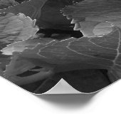 Poster Hortensias noirs et blancs (Coin)
