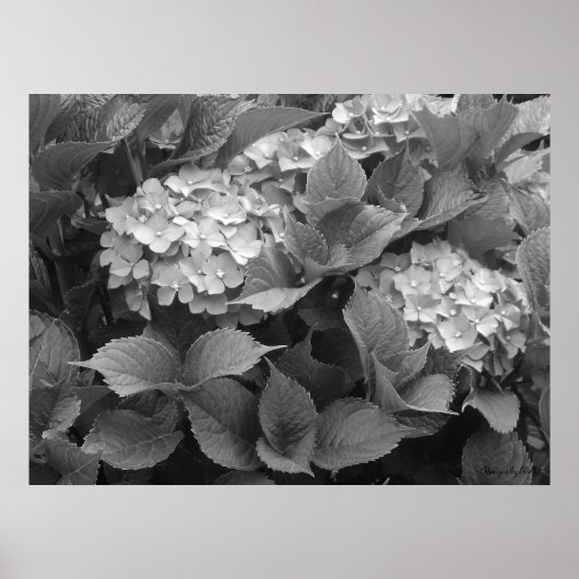 Poster Hortensias noirs et blancs (Devant)