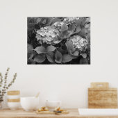 Poster Hortensias noirs et blancs (Cuisine)