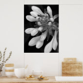 Poster Hosta Blooms (Cuisine)