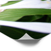 Poster Hosta dans un jardin zen (Coin)
