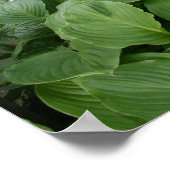 Poster Hosta dans un jardin zen 2 (Coin)