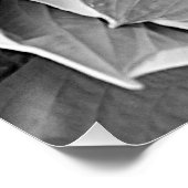 Poster Hosta Feuille noir et blanc photo brillant (Coin)