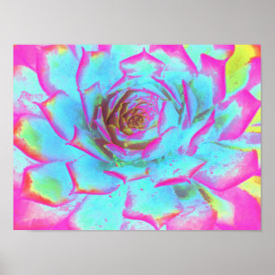 Poster Hot Pink and Blue Succulent Sedum Rosette