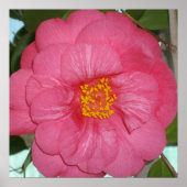 Poster Hot Pink Camellia Growing (Devant)