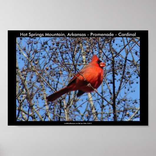 Poster Hot Springs Mountain, AR - Promenade - Cardinal (Devant)