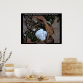 Poster Hot Springs National Park, Arkansas - Ice Ornament (Cuisine)