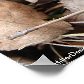 Poster Hot Springs National Park Fleur sauvage par Lee Hi (Coin)