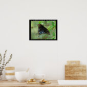 Poster Hot Springs National Park Swallowtail Butterfly (Cuisine)