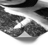 Poster Hot Summer Doggy Days (Coin)