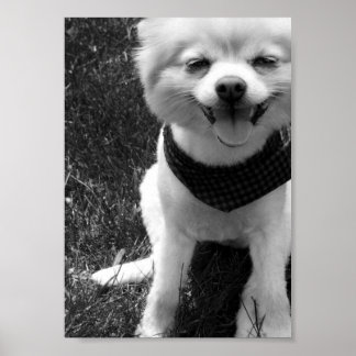 Poster Hot Summer Doggy Days