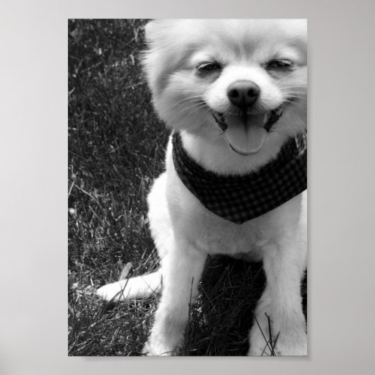 Poster Hot Summer Doggy Days (Devant)