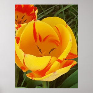 Poster Hot Yellow Tulip