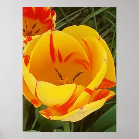 Poster Hot Yellow Tulip (Devant)