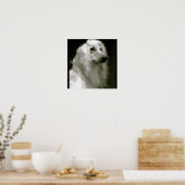 Poster Hound afghan (Cuisine)