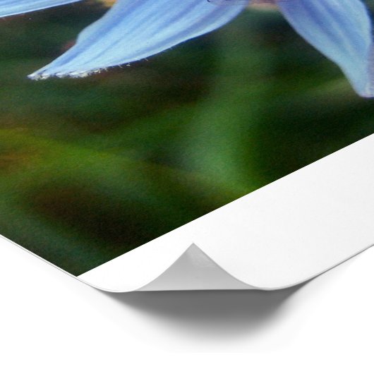 Poster hoverfly en bleu (Coin)