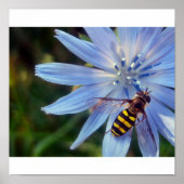 Poster hoverfly en bleu (Devant)