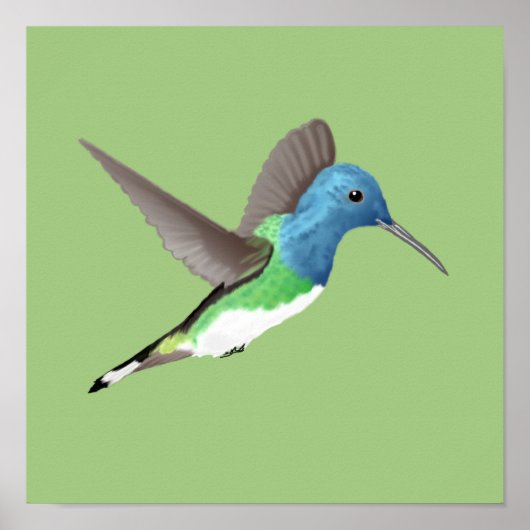 Poster Hovering Jacobin Hummingbird - transparent. (Devant)
