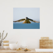 Poster Hovering Kestrel (Cuisine)