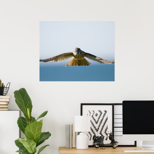 Poster Hovering Kestrel (Bureau à domicile)