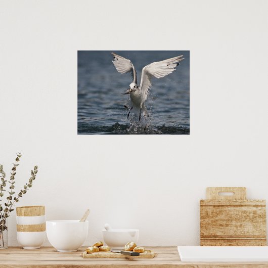 Poster Hovering Kittiwake (Cuisine)