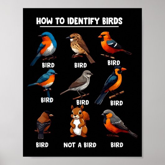 Poster How To Identify Birds Funny Birds Identification B (Devant)