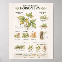 How to Identify Poison Ivy – Educational Botanical