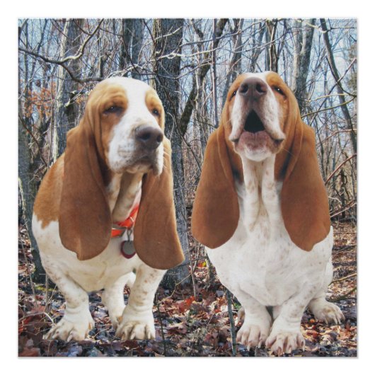 Poster Howling Basset Hound Woodland (Devant)