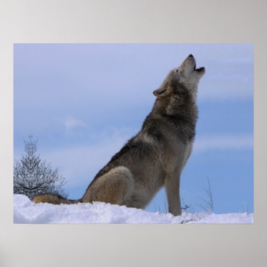 Poster Howling Loup de bois de l'Alaska (Devant)