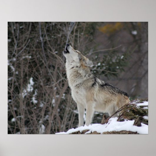 Poster Howling Wolf En Hiver (Devant)