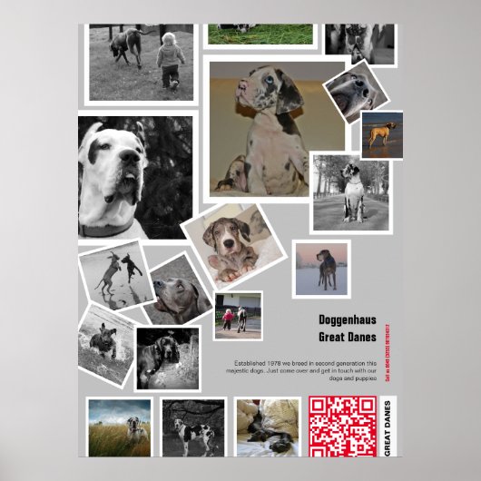 Poster Huge chiot Great Dane à vendre (Devant)