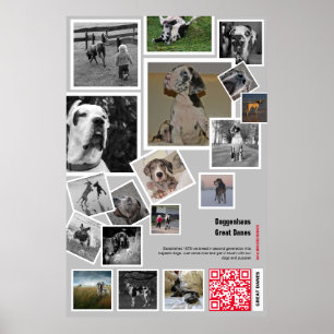 Poster Huge chiot Great Dane à vendre