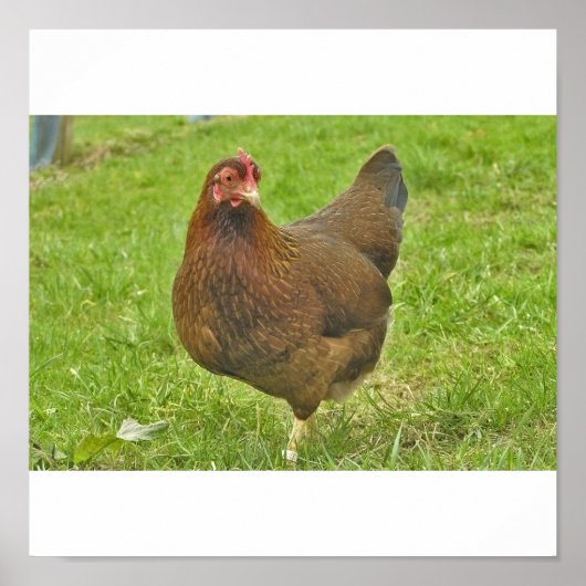 Poster Huhn (Devant)