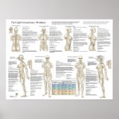 Poster Huit Méridiens Extraordinaires Acupuncture Extra (Devant)